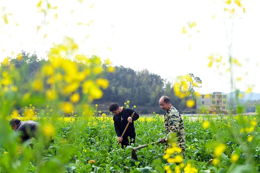 村民正在地里勞作。鄧龍華攝