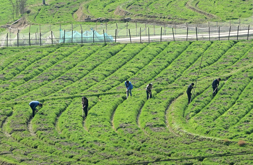 村民正在地里勞作。鄧龍華攝