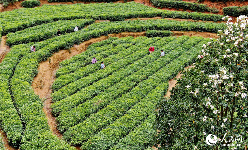 贛州市定南縣天九鎮新坳村茶園，茶農穿行在一壟壟茶樹間采摘春茶。人民網 朱海鵬攝