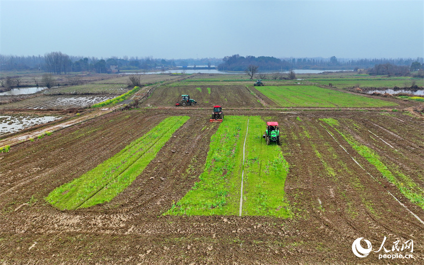 南昌市南昌縣塔城鄉青嵐村，農機手駕駛著拖拉機在翻耕農田，一派忙碌景象。人民網 朱海鵬攝