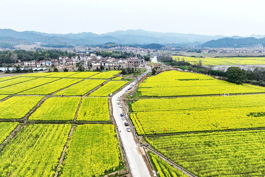 航拍鏡頭下的江西省撫州市廣昌縣頭陂鎮龍虎村油菜花田。曾恒貴攝