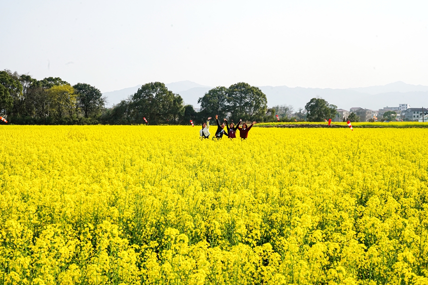 游客正在江西省撫州市廣昌縣頭陂鎮龍虎村油菜花田里賞花拍照。曾恒貴攝