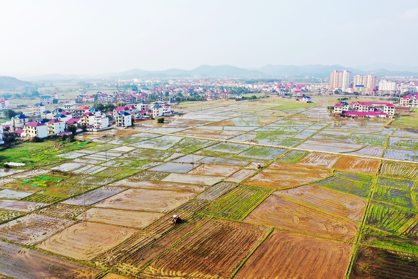 農戶正駕駛農機翻耕作業。饒方其攝