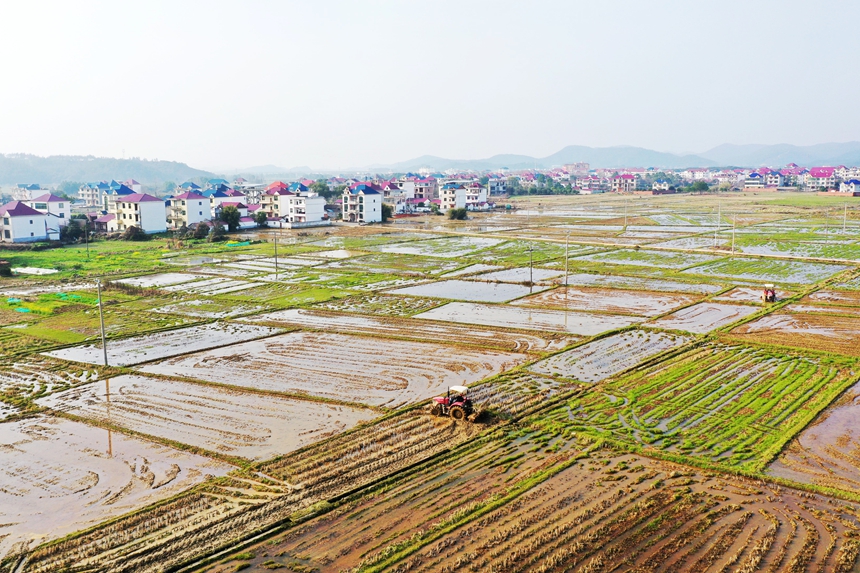 農戶正駕駛農機翻耕作業。饒方其攝