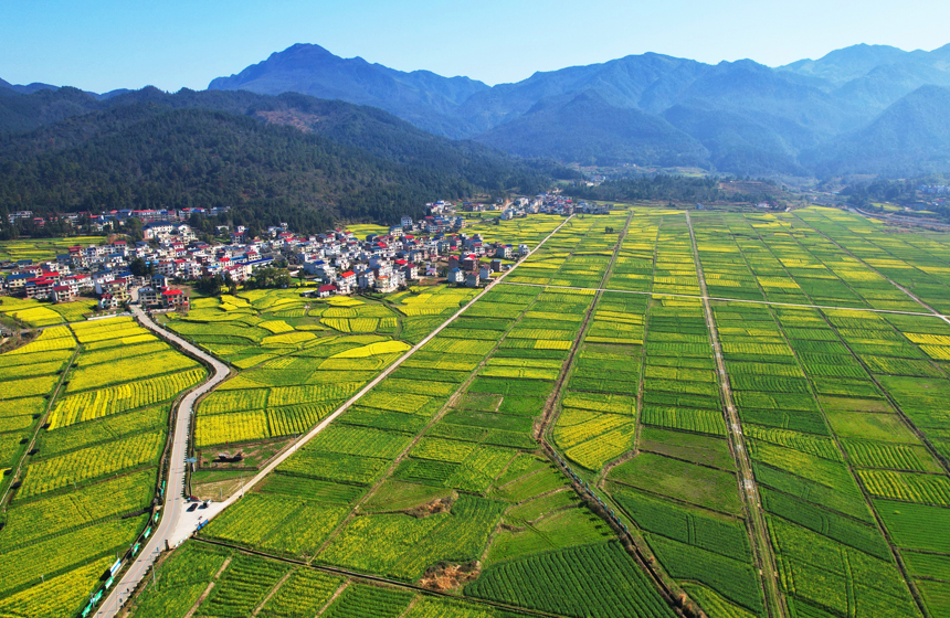 田野里，一片金黃，吸引了大批游客前來游玩觀賞、打卡拍照。賀治斌攝