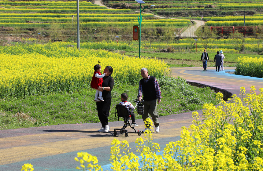 田野里，一片金黃，吸引了大批游客前來游玩觀賞、打卡拍照。賀治斌攝