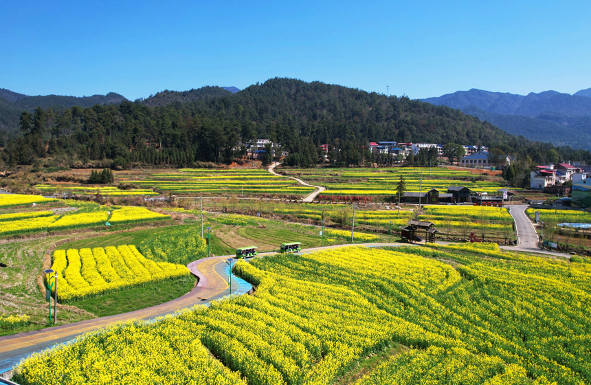 田野里，一片金黃，吸引了大批游客前來游玩觀賞、打卡拍照。賀治斌攝