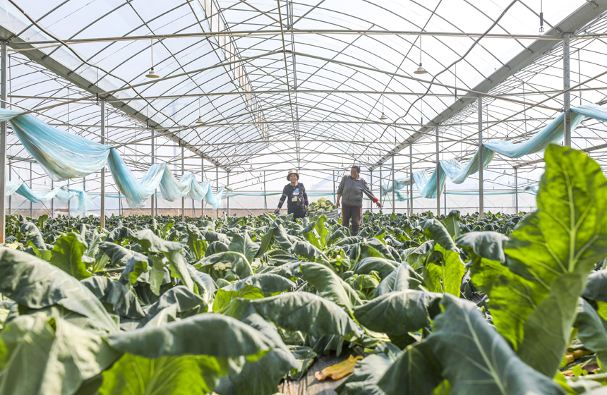 村民正在采收西藍花。謝東攝