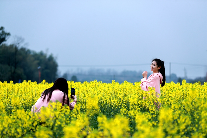 前往賞花的游客絡繹不絕，穿梭在金色花田里踏青賞花、拍照游玩，盡享春日鄉村美好時光。潘成攝