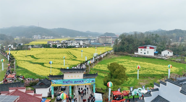 油菜花開引客來 綻放文旅新活力