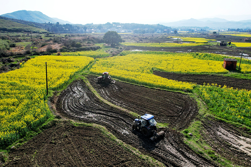 農機手駕駛著拖拉機在來回犁田。賀治斌攝