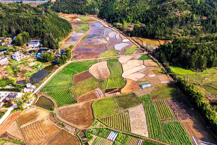 春日田園一派繁忙春耕景象。詹繼成攝