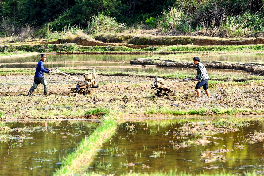 村民們駕駛農機在田間翻耕農田。詹繼成攝