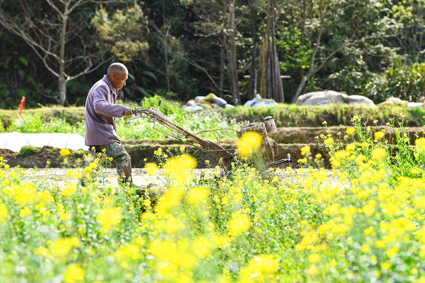 村民駕駛農機在田間翻耕農田。詹繼成攝