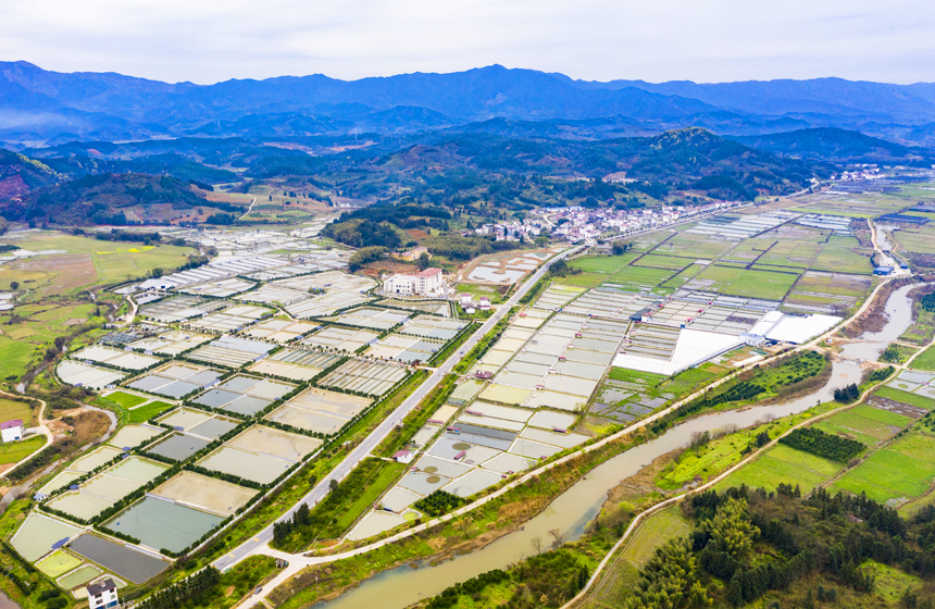 南豐縣太和鎮丹陽村，甲魚塘星羅棋布，猶如大地調色板。謝東攝