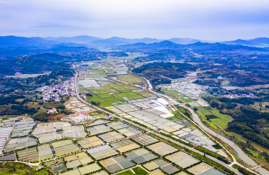 南豐縣太和鎮丹陽村，甲魚塘星羅棋布，猶如大地調色板。謝東攝