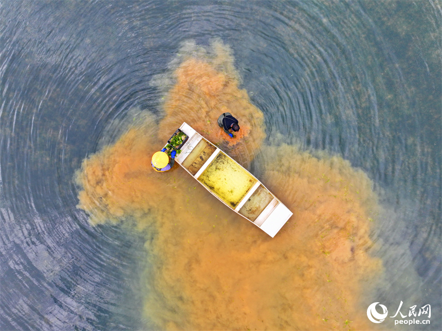 撫州市崇仁縣許坊鄉許坊村的巴和生態園，村民在采收凈化水質水草供應市場。人民網 朱海鵬攝