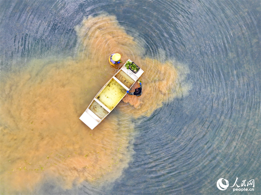 撫州市崇仁縣許坊鄉許坊村的巴和生態園，村民在采收凈化水質水草供應市場。人民網 朱海鵬攝