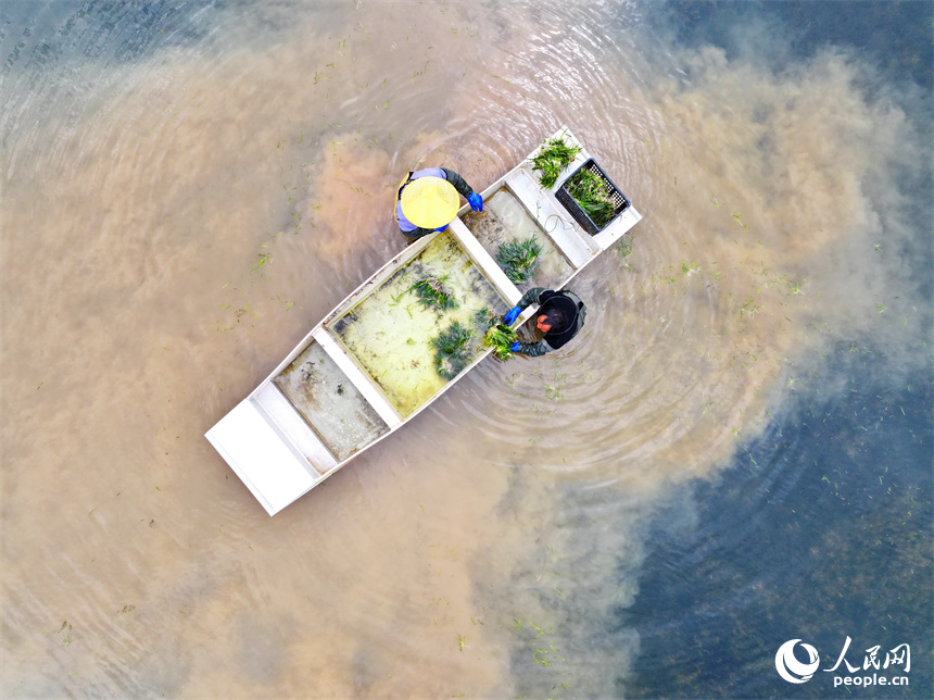 撫州市崇仁縣許坊鄉許坊村的巴和生態園，村民在采收凈化水質水草供應市場。人民網 朱海鵬攝