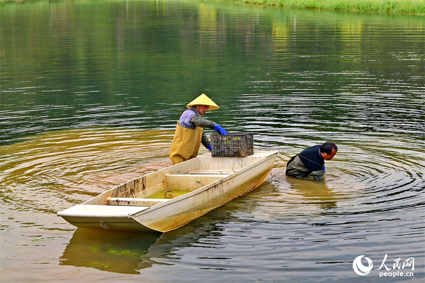 撫州市崇仁縣許坊鄉許坊村的巴和生態園，村民在采收凈化水質水草供應市場。人民網 朱海鵬攝