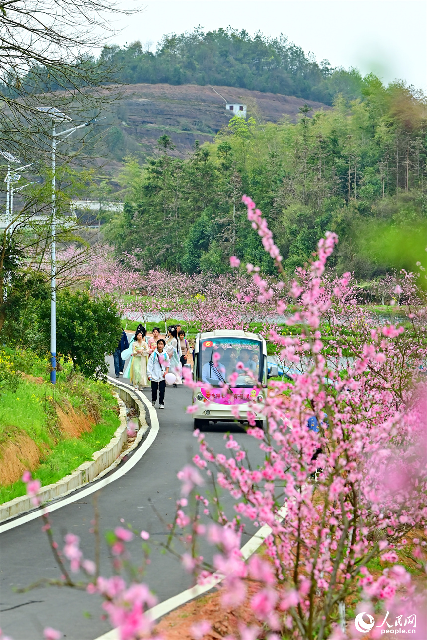 撫州市崇仁縣許坊鄉許坊村連片桃花盛開，前來賞花“打卡”的游客絡繹不絕。人民網 朱海鵬攝
