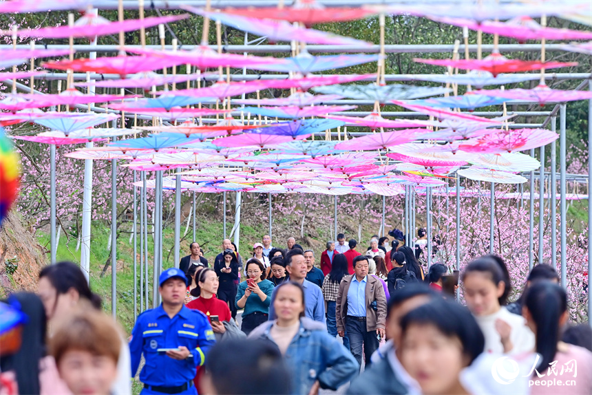 撫州市崇仁縣許坊鄉許坊村連片桃花盛開，前來賞花“打卡”的游客絡繹不絕。人民網 朱海鵬攝