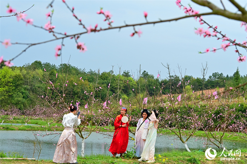 撫州市崇仁縣許坊鄉許坊村連片桃花盛開，身穿“新中式”服飾的游客前來賞花“打卡”。人民網 朱海鵬攝