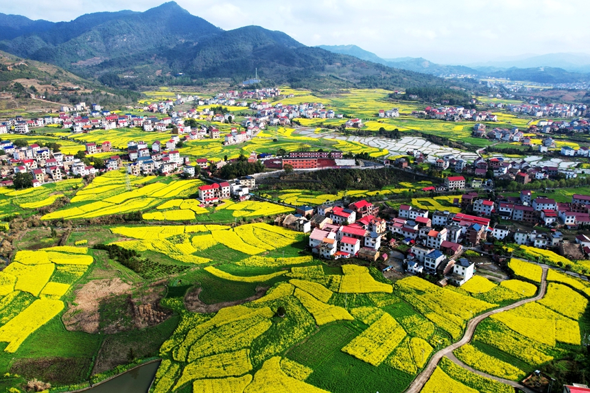 航拍江西省蓮花縣南嶺鄉油菜花競相怒放，金燦燦的花海綿延不斷。賀治斌攝