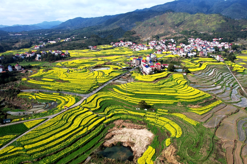 航拍江西省蓮花縣南嶺鄉油菜花競相怒放，金燦燦的花海綿延不斷。賀治斌攝