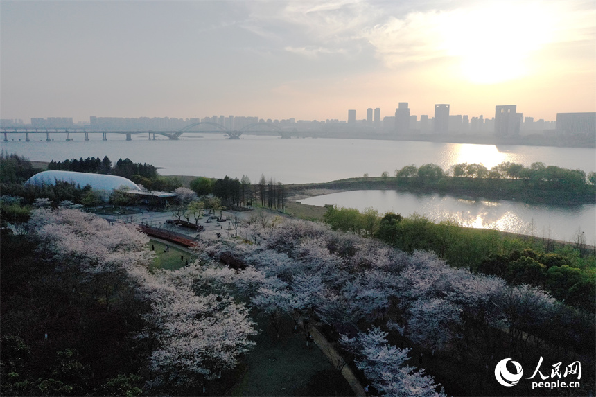 江西省南昌市贛江畔水清岸美春意濃。 人民網記者 時雨攝