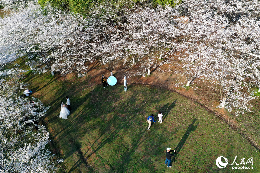 江西省南昌市贛江畔水清岸美春意濃，人們在櫻花樹下享受春光。 人民網記者 時雨攝
