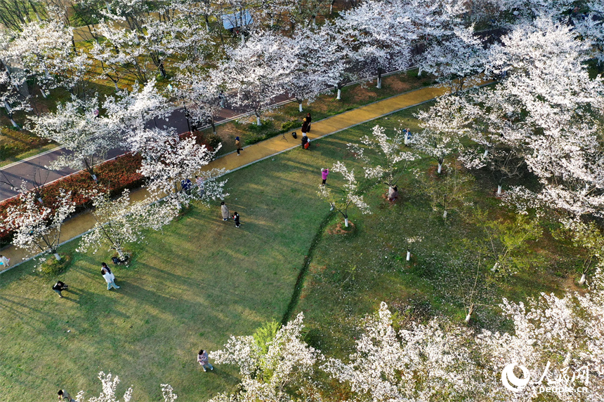 江西省南昌市贛江畔水清岸美春意濃，人們在櫻花樹下享受春光。 人民網記者 時雨攝