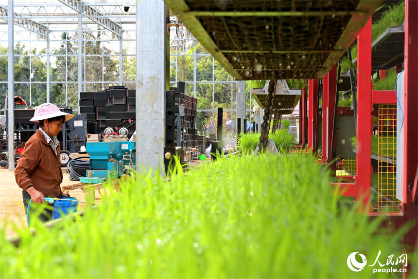 贛州市南康區橫市鎮農事綜合服務中心育秧工廠，村民在管護水稻秧苗。人民網 朱海鵬攝
