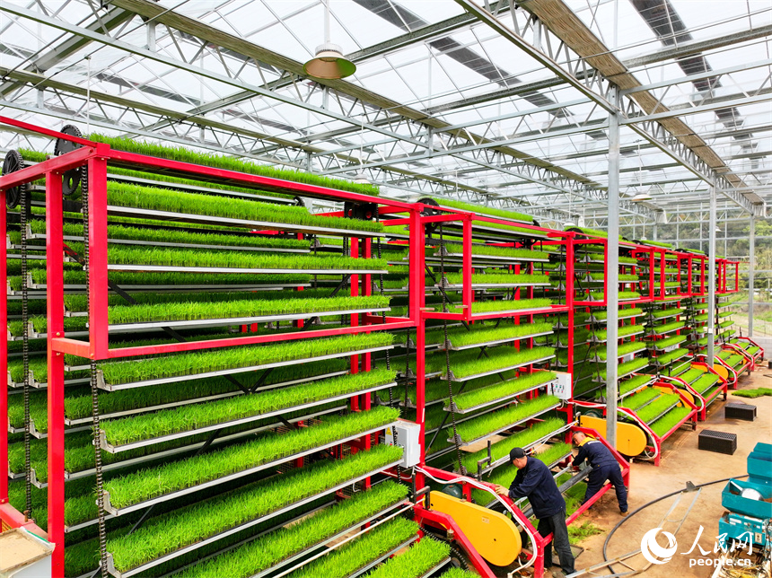 贛州市南康區橫市鎮農事綜合服務中心育秧工廠，農技員在查看秧盤種子出苗情況。人民網 朱海鵬攝