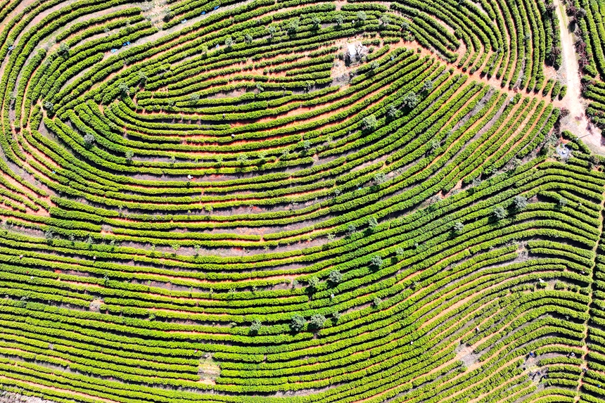 航拍共青城市澤泉鄉觀音橋村六百畝茶園。潘成攝
