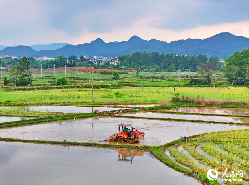 贛州市會昌縣周田鎮，農戶在田間進行犁田、插秧作業。人民網 朱海鵬攝