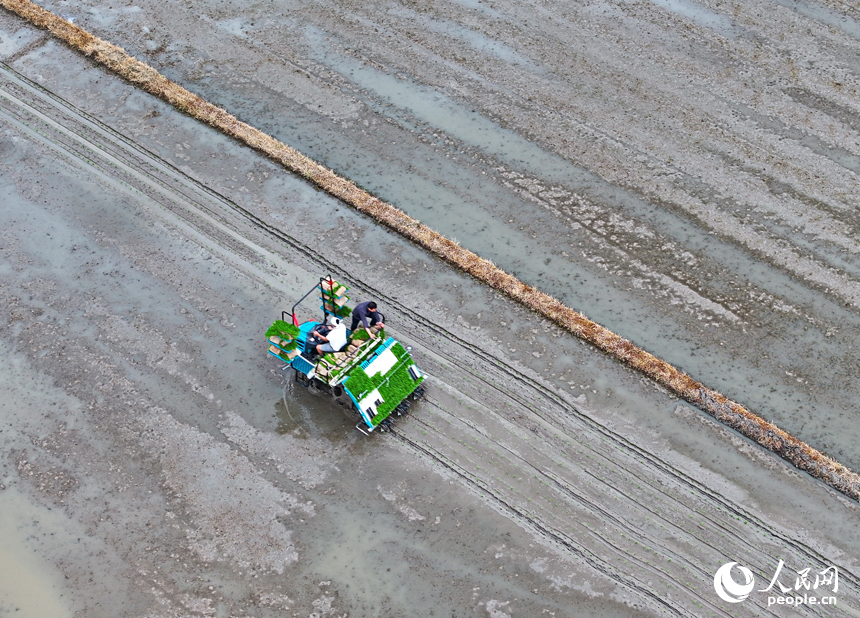贛州市會昌縣周田鎮，農戶在田間進行犁田、插秧作業。人民網 朱海鵬攝