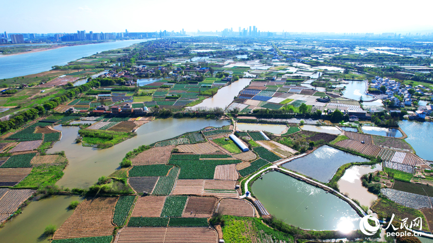 南昌市東湖區揚子洲鎮蔬菜基地綠意盎然。人民網記者 毛思遠攝
