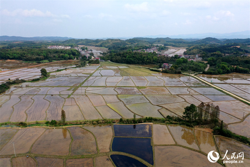 江西省豐城市麗村鎮對木村農田完成春灌，即將播種早稻。 人民網記者 時雨攝