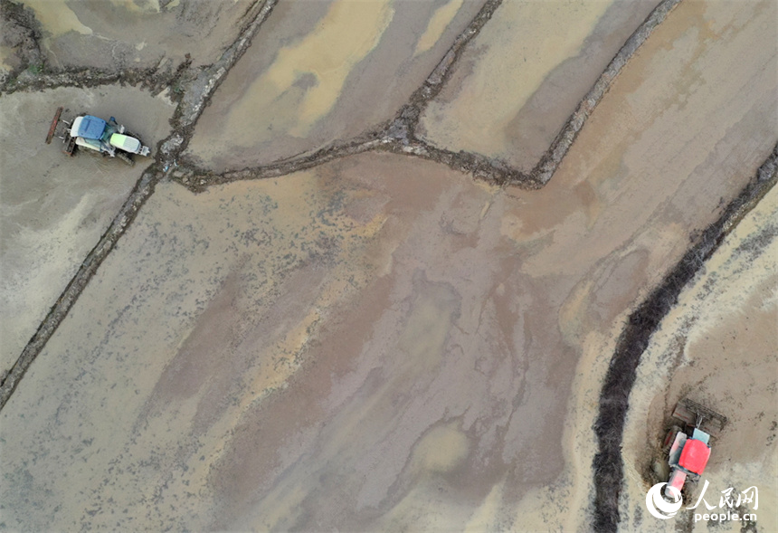 農民駕駛旋耕機在水田進行旋耕作業。 人民網記者 時雨攝