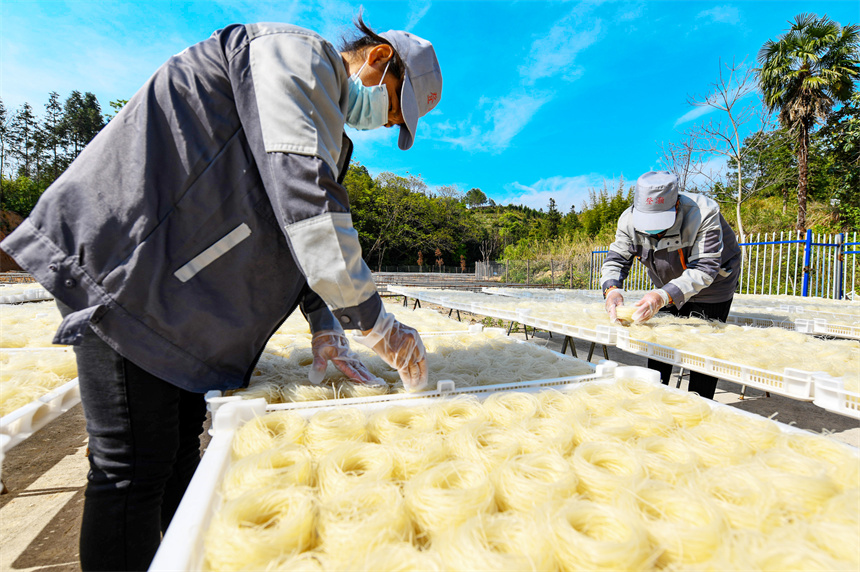 工人們正利用晴好天氣晾曬米粉。詹繼成攝