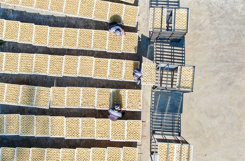 工人們正利用晴好天氣晾曬米粉。詹繼成攝