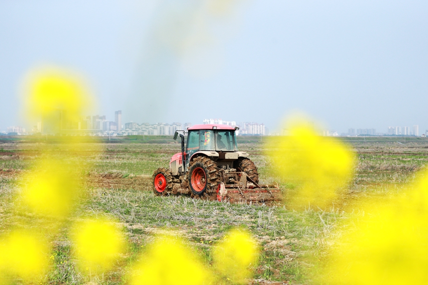 農機手正駕駛著翻耕機在田間來回穿梭。潘成攝