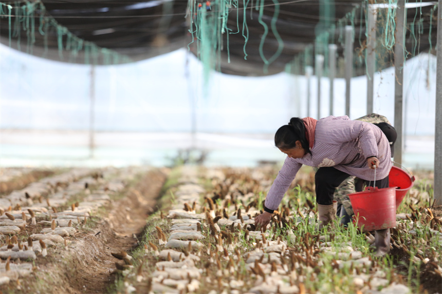 村民正忙著采摘羊肚菌。彭琴攝