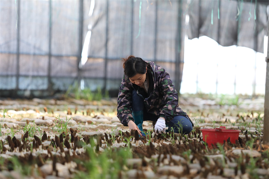 村民正忙著采摘羊肚菌。彭琴攝