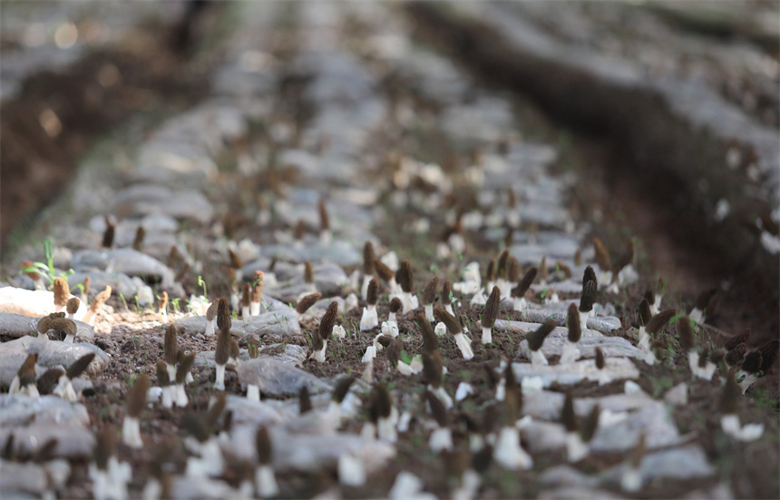 羊肚菌進入成熟采摘期。彭琴攝