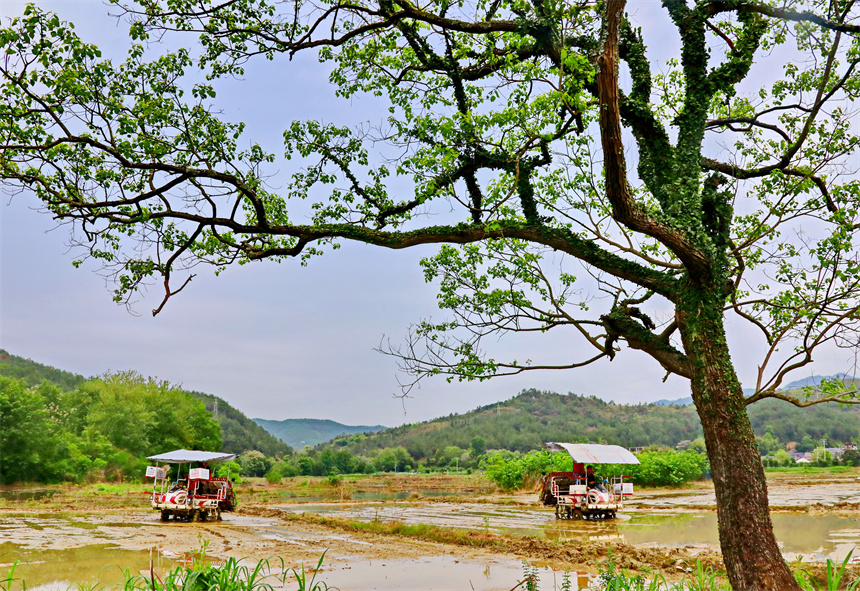 種糧戶駕駛插秧機在進行機械化插秧，田間地頭一派繁忙景象。人民網 朱海鵬攝