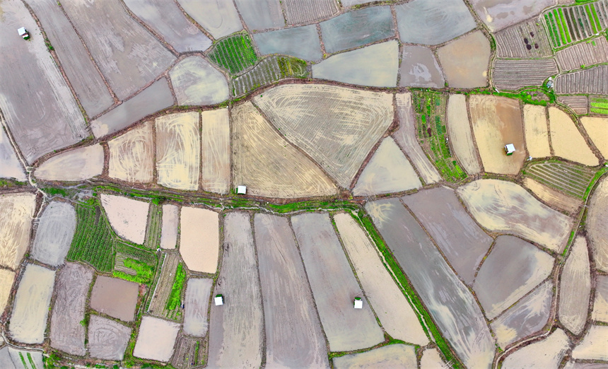 種糧戶駕駛插秧機在進行機械化插秧，田間地頭一派繁忙景象。人民網 朱海鵬攝