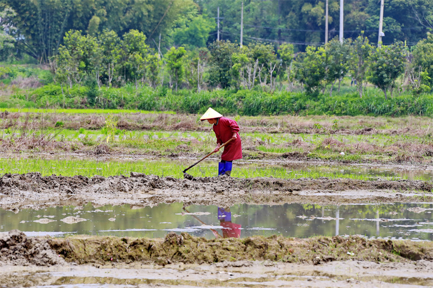 村民在修整田埂。人民網 朱海鵬攝