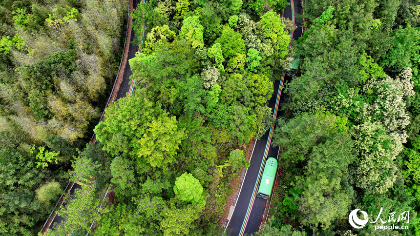 贛州市安遠縣三百山鎮，觀光大巴車行駛在旅游公路上，公路沿線綠色生態風光怡人。人民網 朱海鵬攝